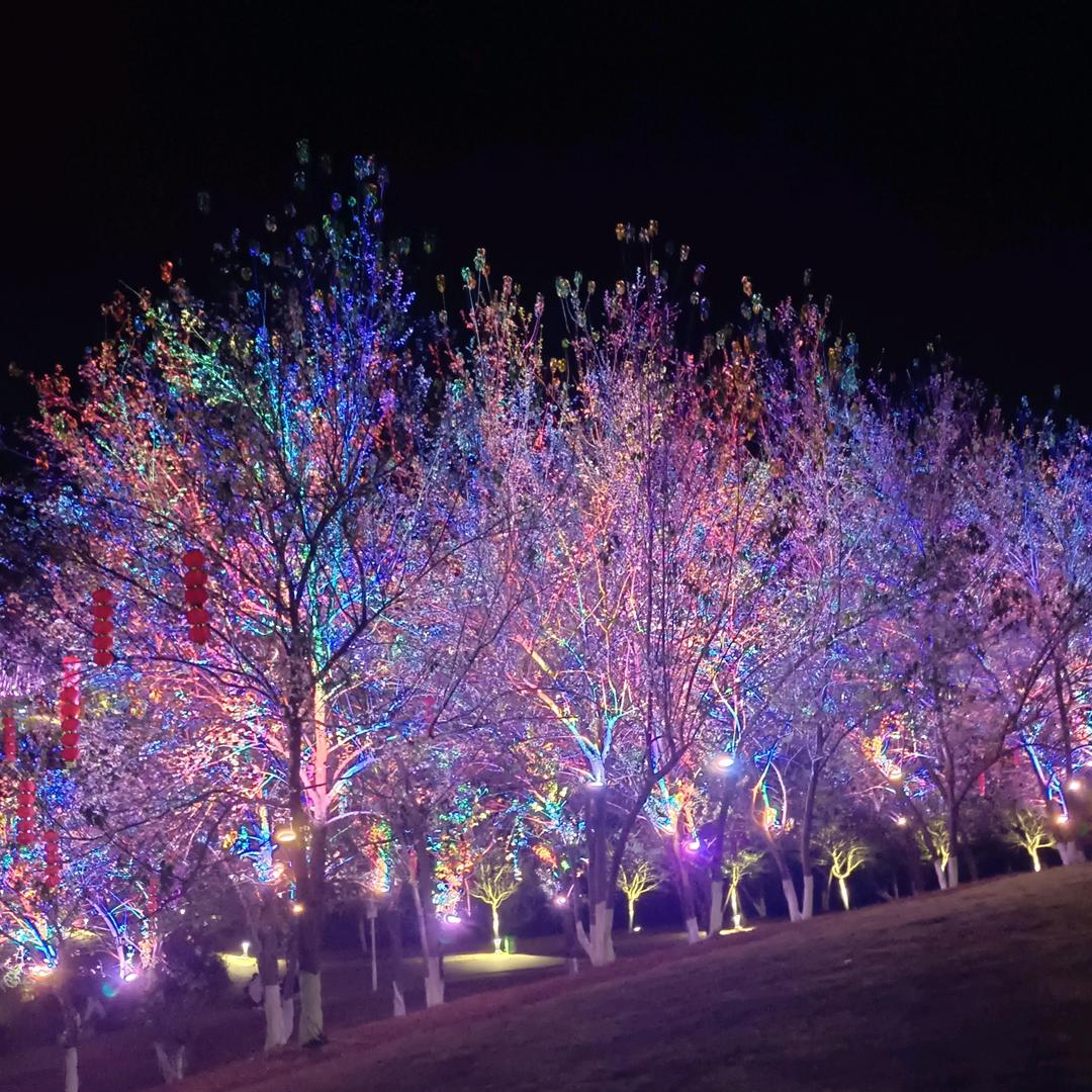 【遗弃的蟋蟀】