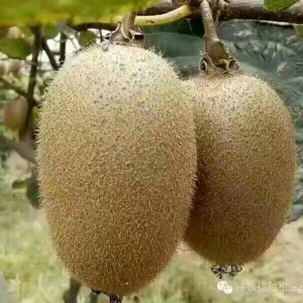 猕猴桃🥝🥝🥝