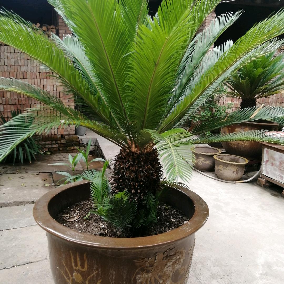 顺其自然爱心多