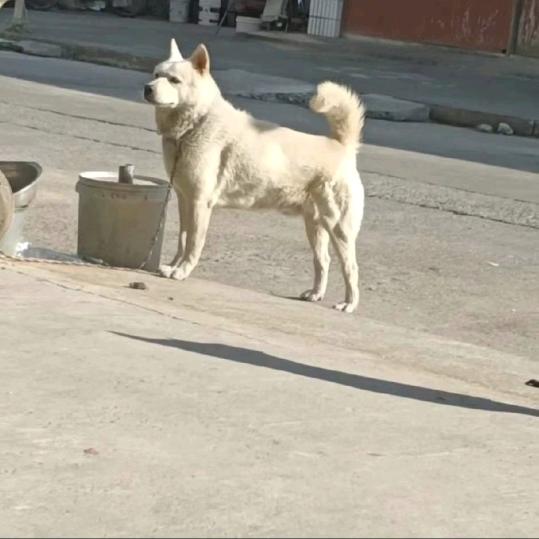 剩饭喂狗