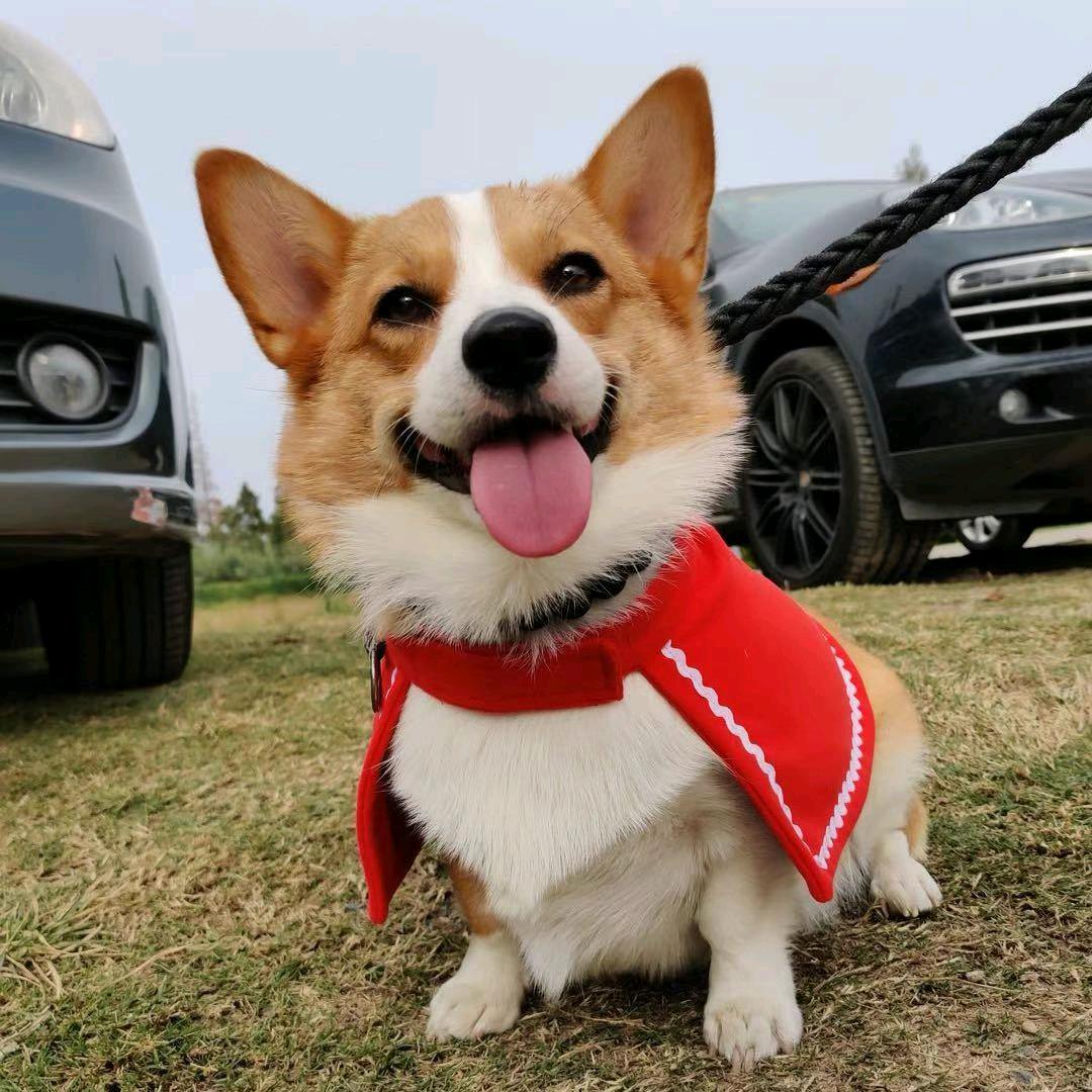 王二狗(cs2饰品导师)