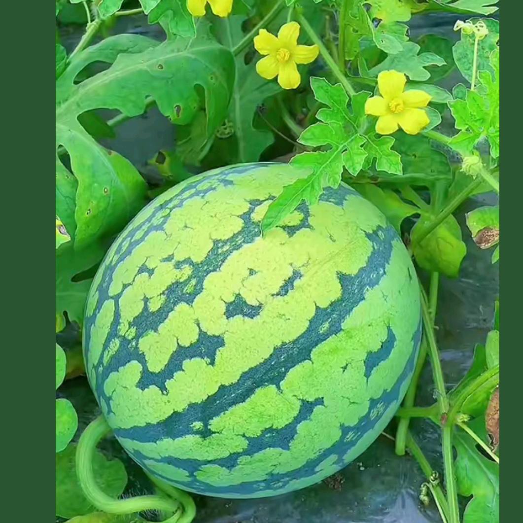 大西瓜🍉🍉