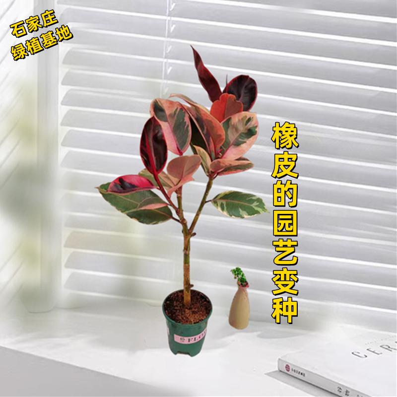 石家庄绿植基地