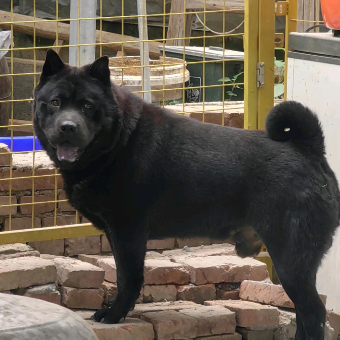 浦江五黑犬公社