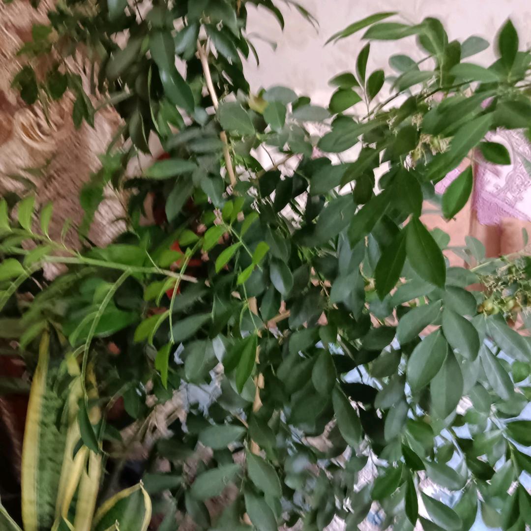 江山不老