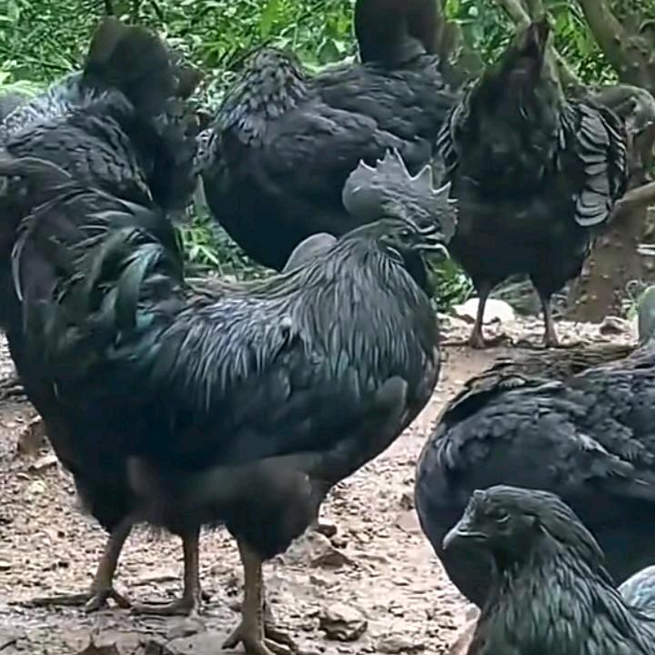 鸡公子农场