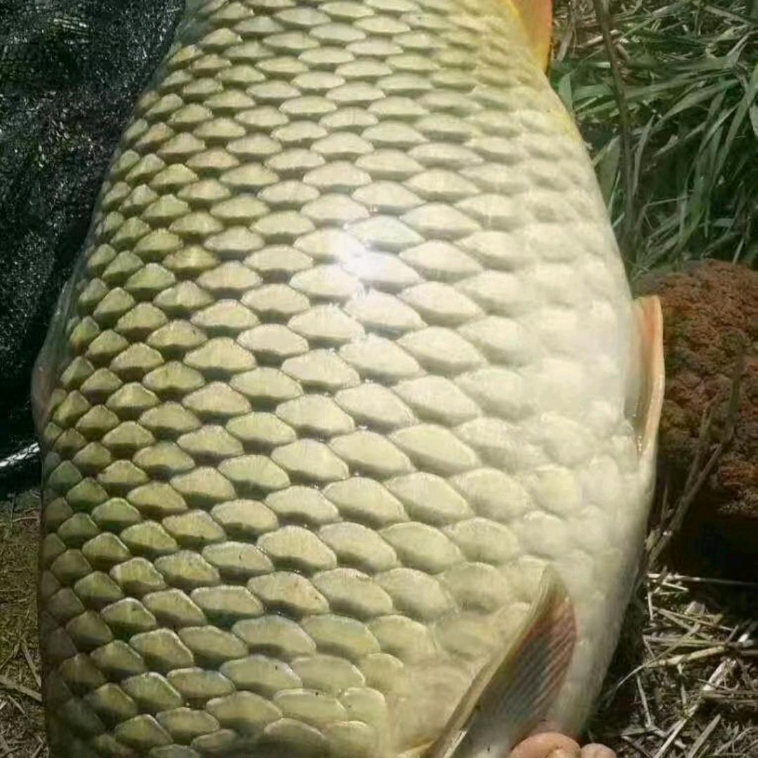 無语鱼