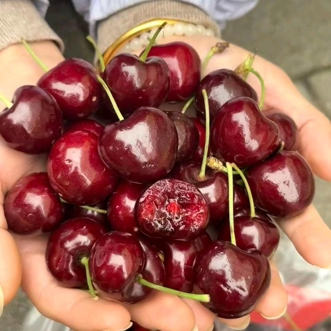 智利车厘子3号仓