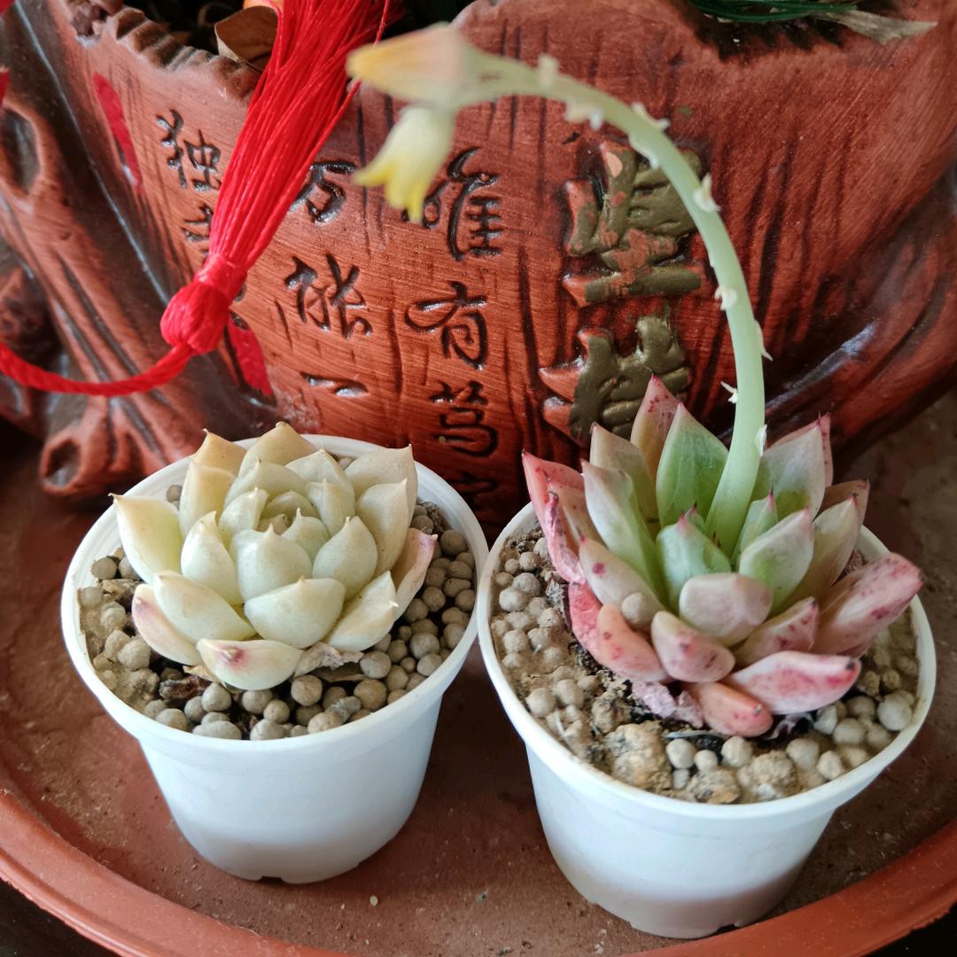 今生有缘遇见你