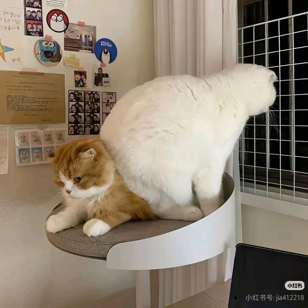 是棉尾兔