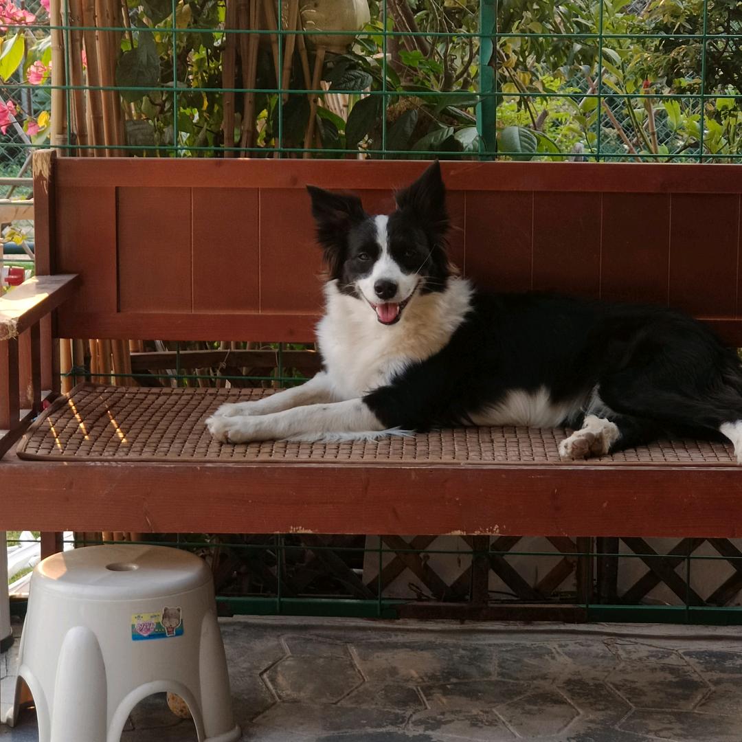 米家小院-小助手（边牧拉丁）