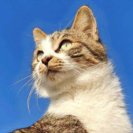 老王今天吃什么