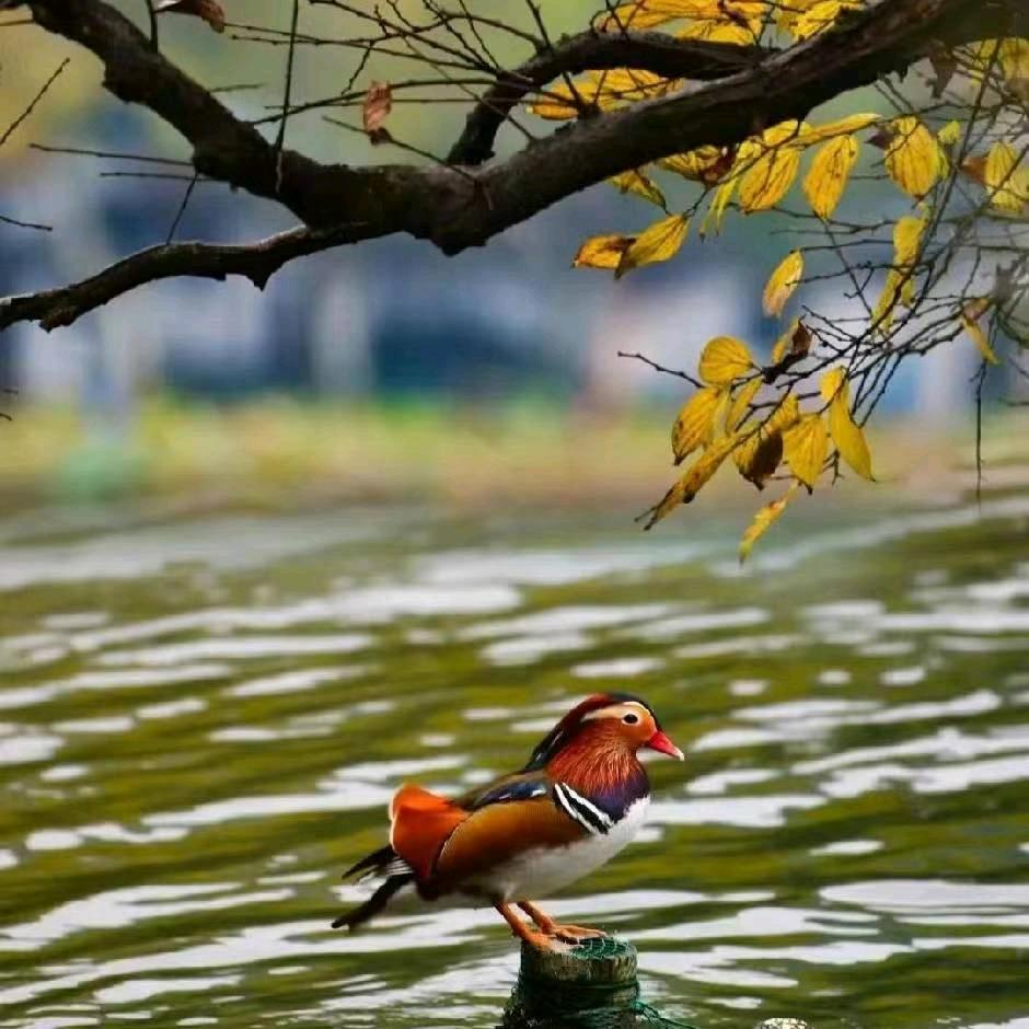 @托老师说酒水