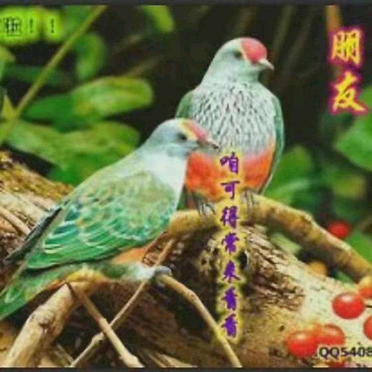 永恒的陪伴