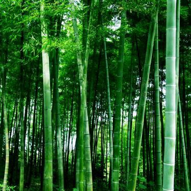 竹林深处