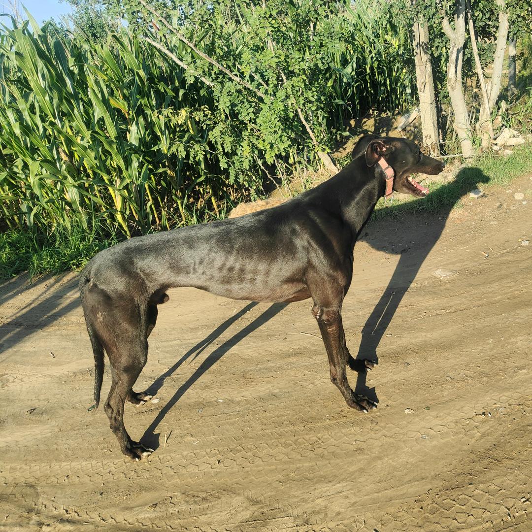 渭北乡村爱犬医疗中心