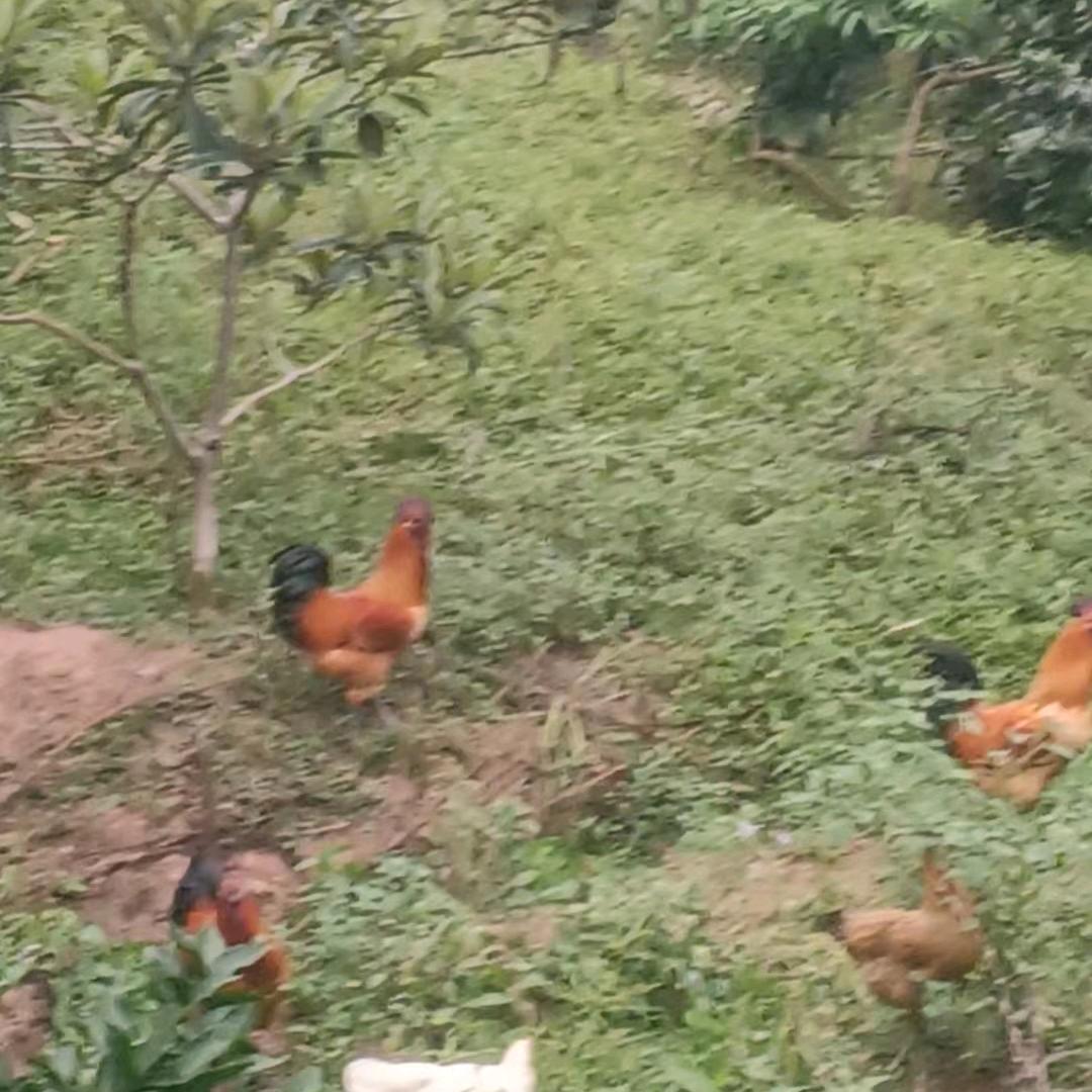 林下土鸡养殖