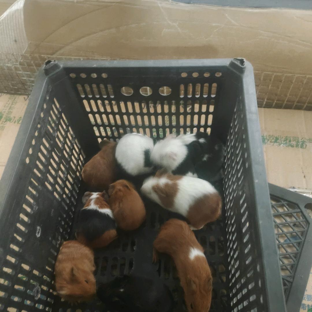 A.城步荷南猪兔子豚鼠农村养殖