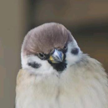 查扎渣