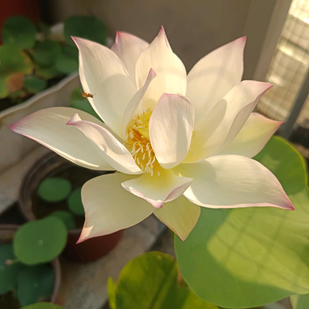 照见