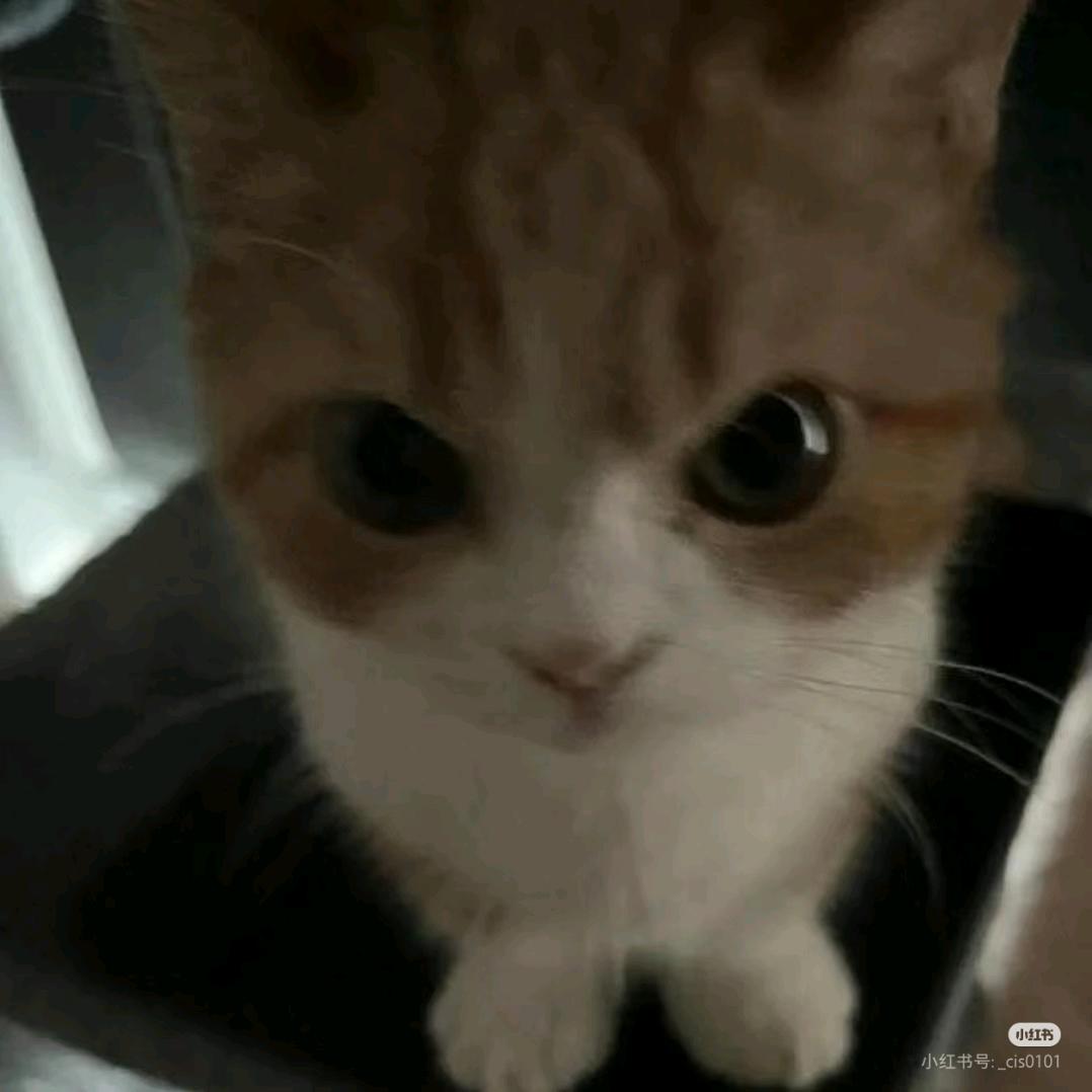 Eustoma grandiflorum