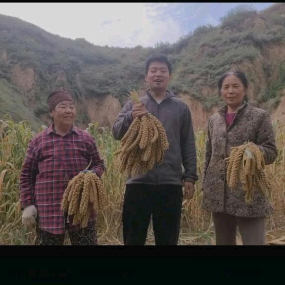 陕北大壮甄选