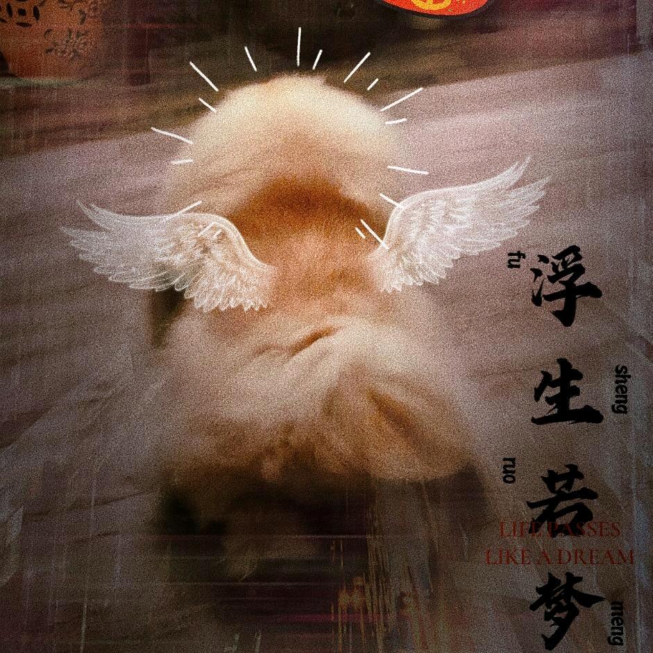 巨宠松狮的芭比