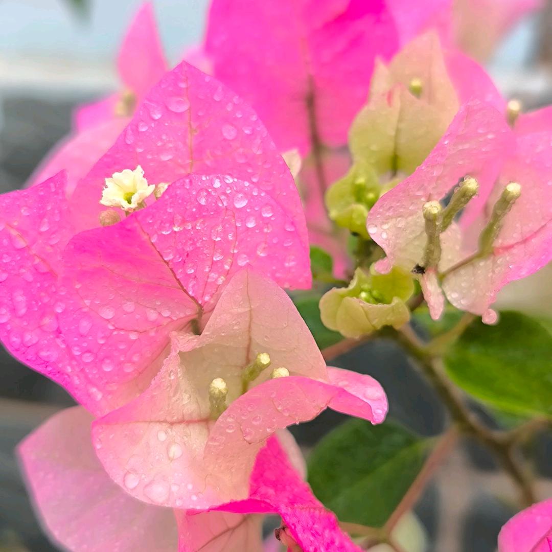 三三的（小院）