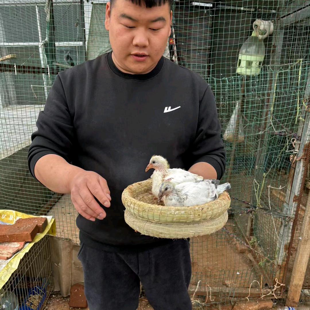 荣胜鸽舍🇨🇳