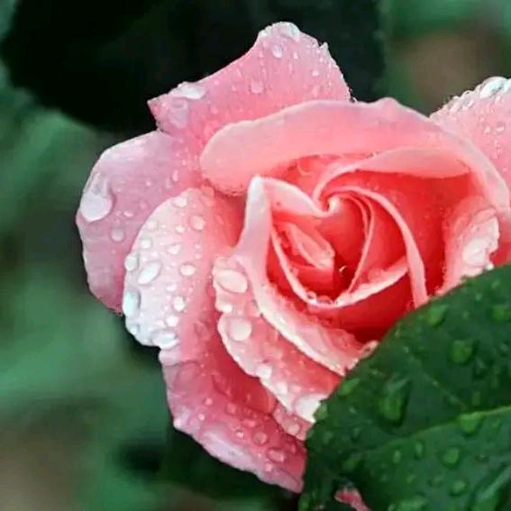 拈花一笑 惹你今生无恙