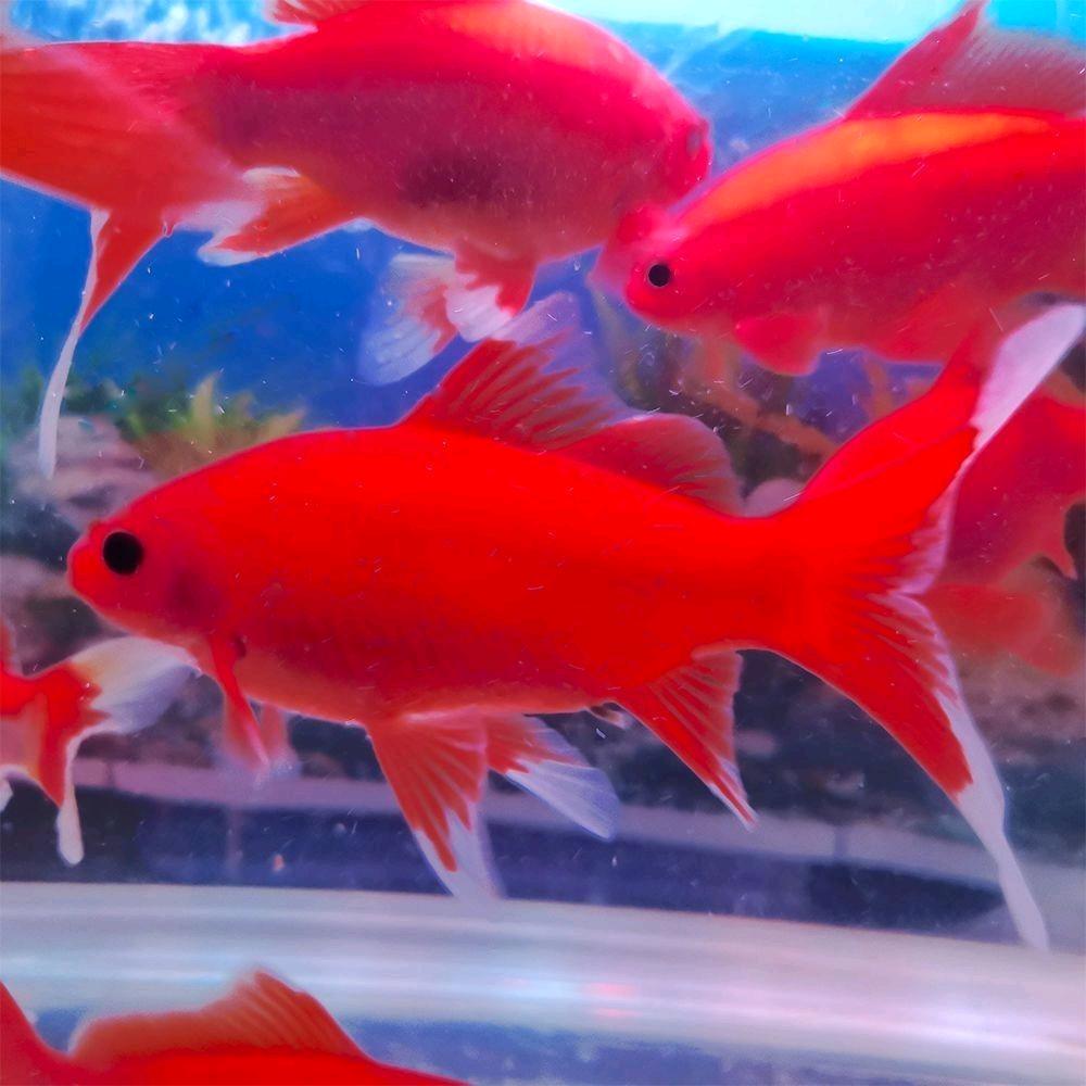 金海洋宠物金鱼生活馆