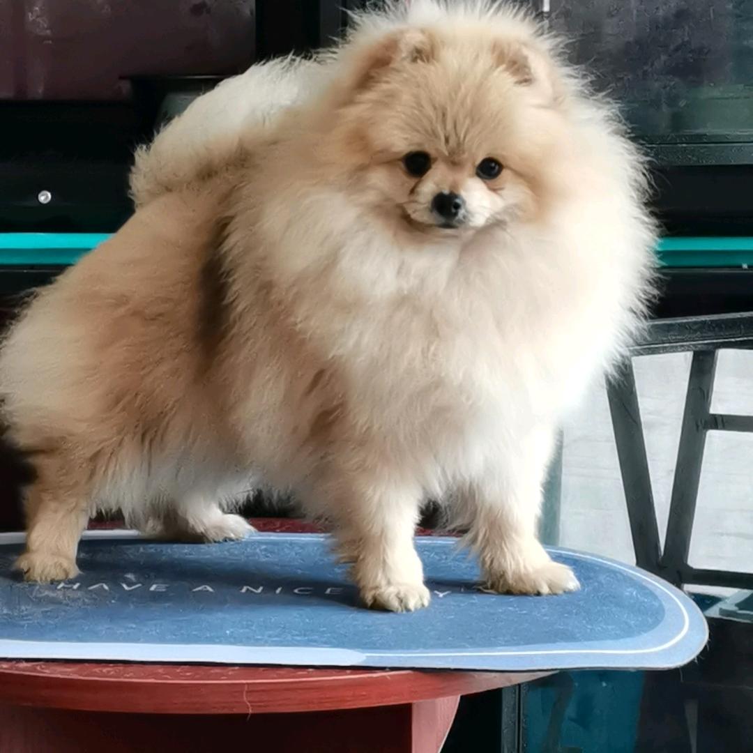 晨铭家宠