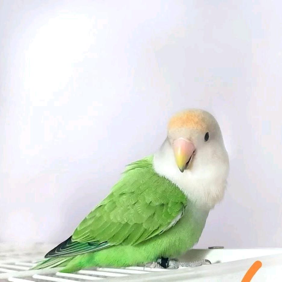 小兵