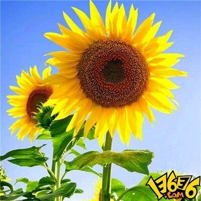 蔚蓝天空的福太阳