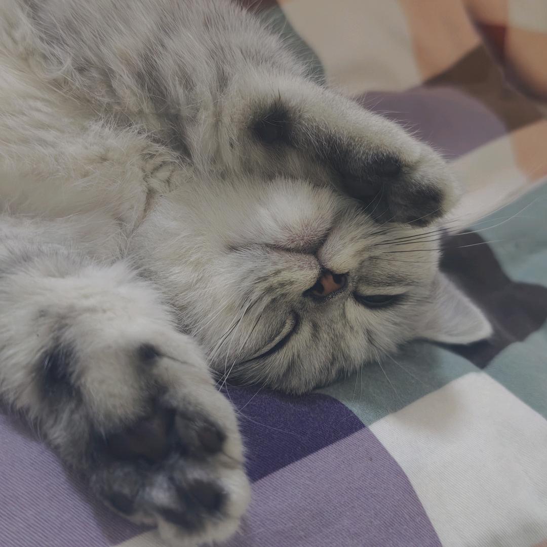 俩人俩猫的幸福生活