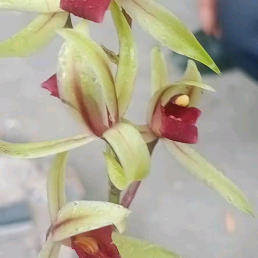锦瑟幽馨