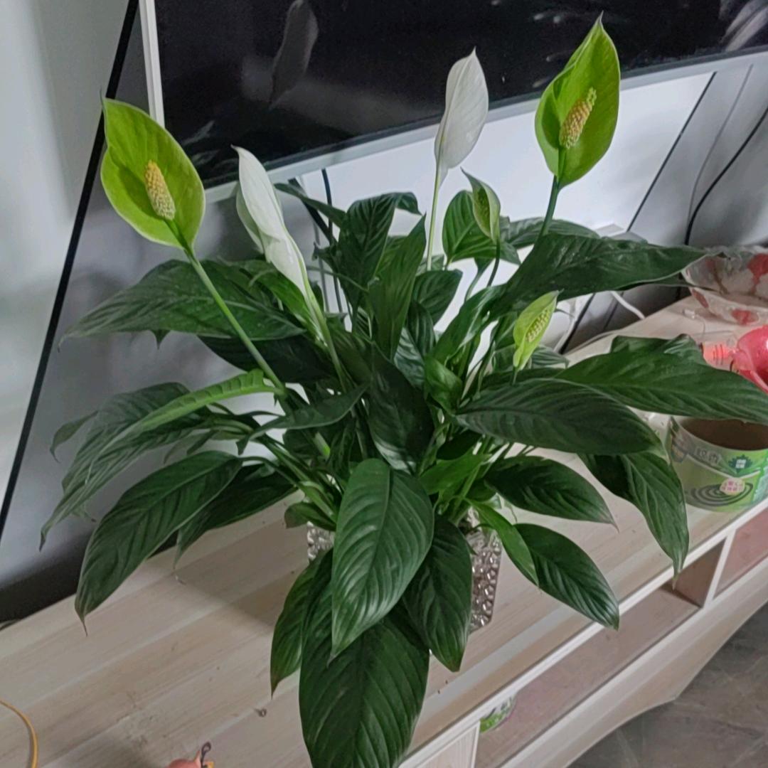 英：美