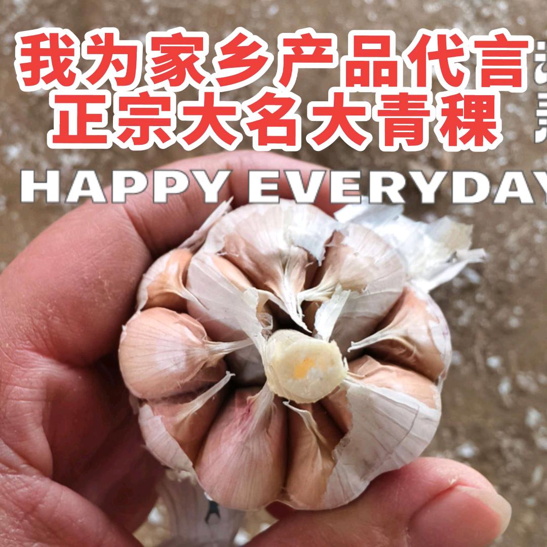 河北大名金丰蒜业(刘超）