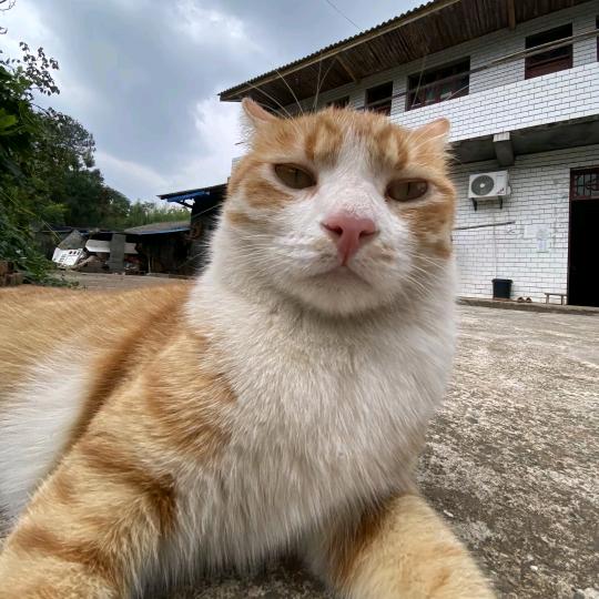 猫