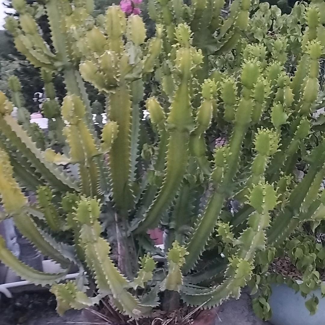 G☞憨总，子华妹！