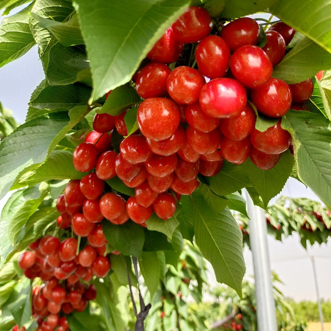 滑县樱桃哥生活