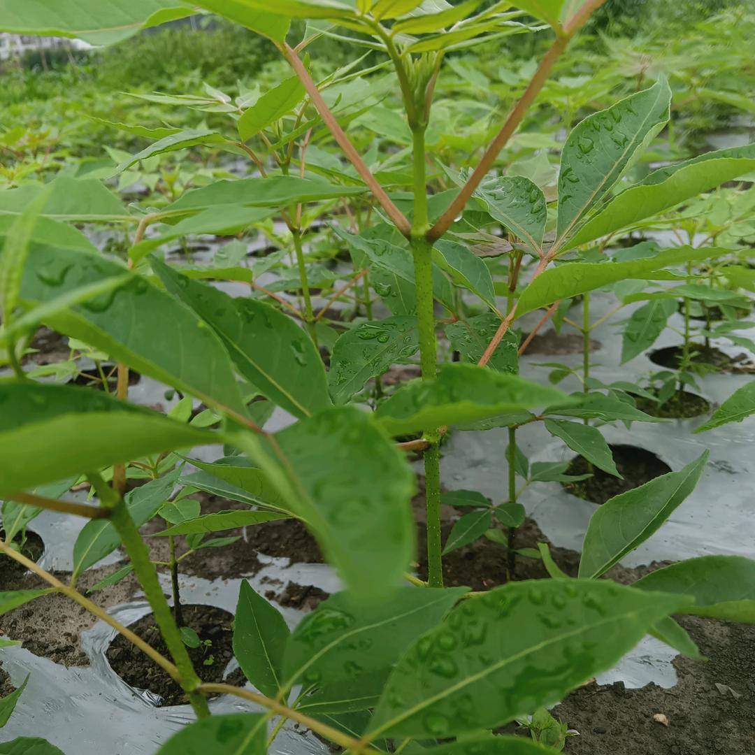 药材妹