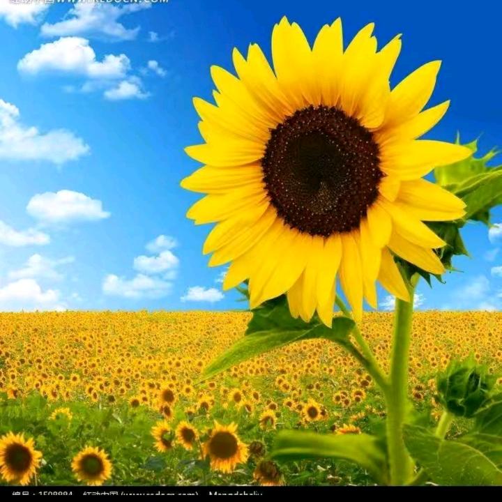 向日葵，