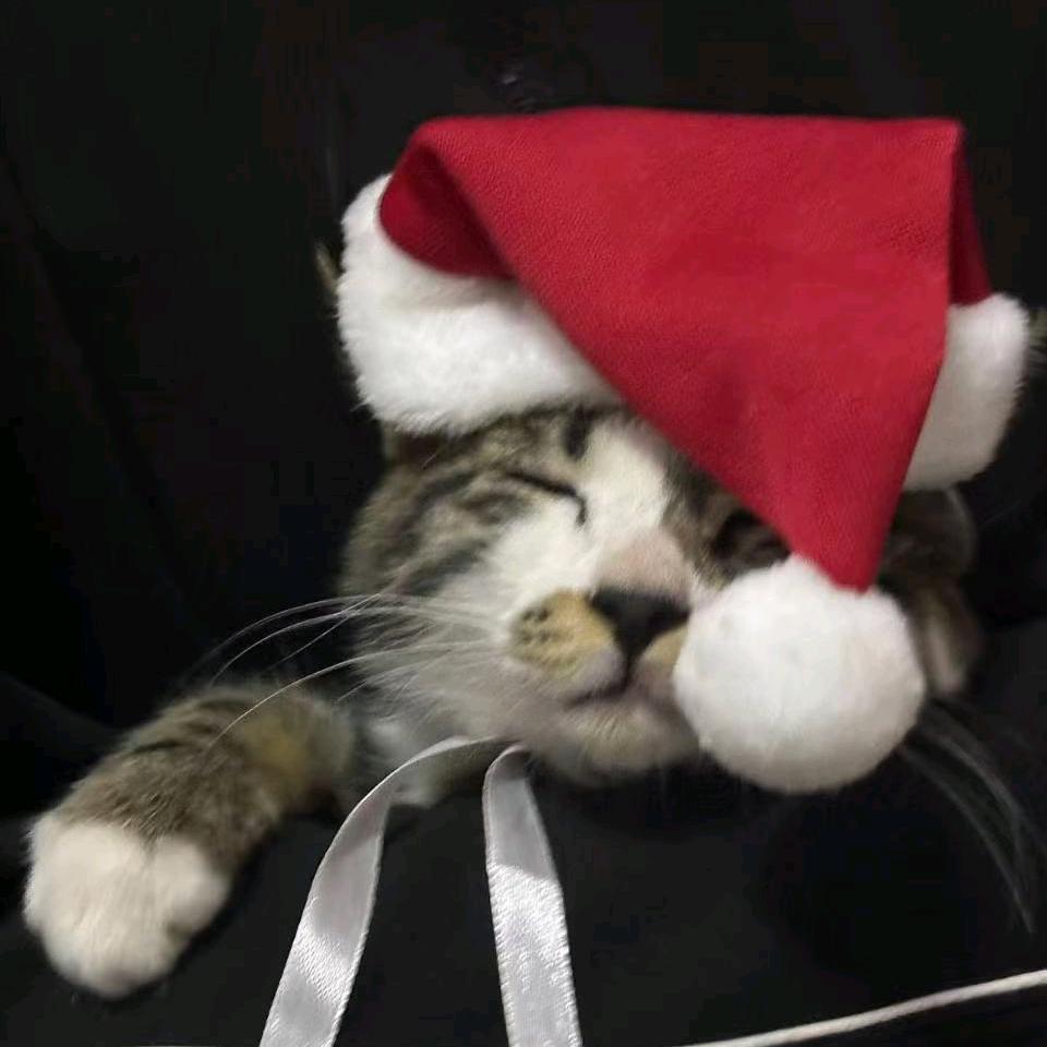 百分百黄油饼干