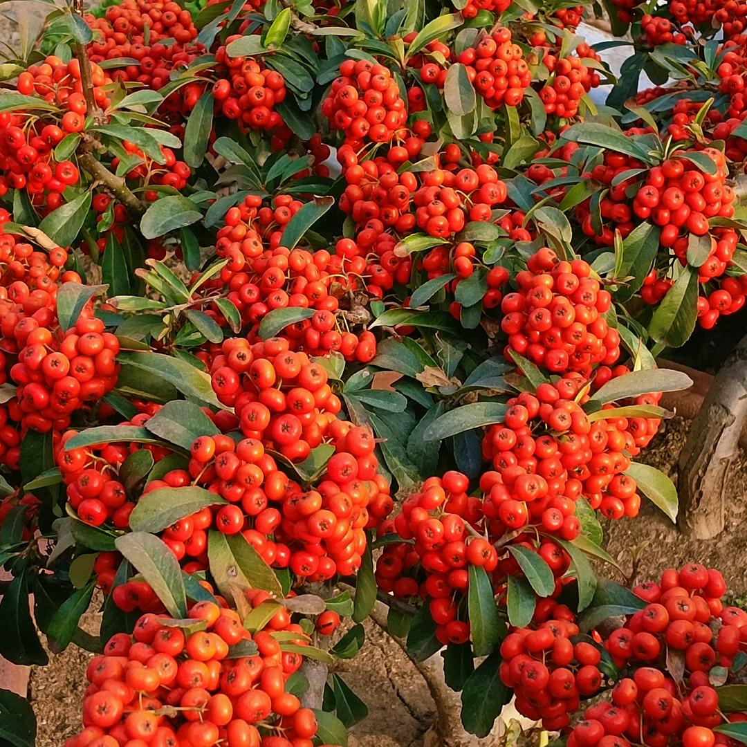 唯有努力，别无选择。