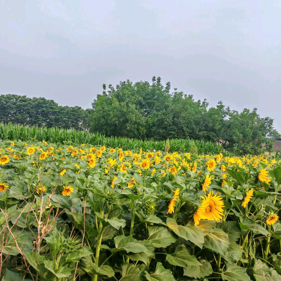 向阳花