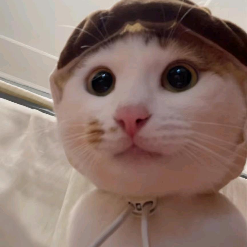 美味猫卷