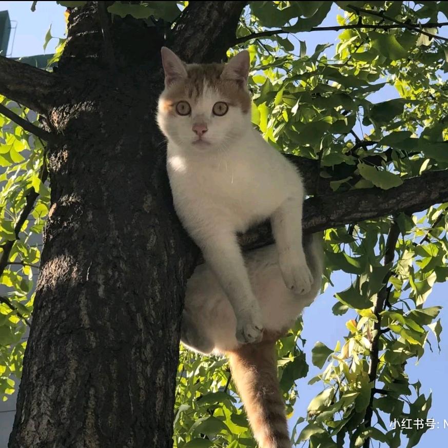猫挂树上了