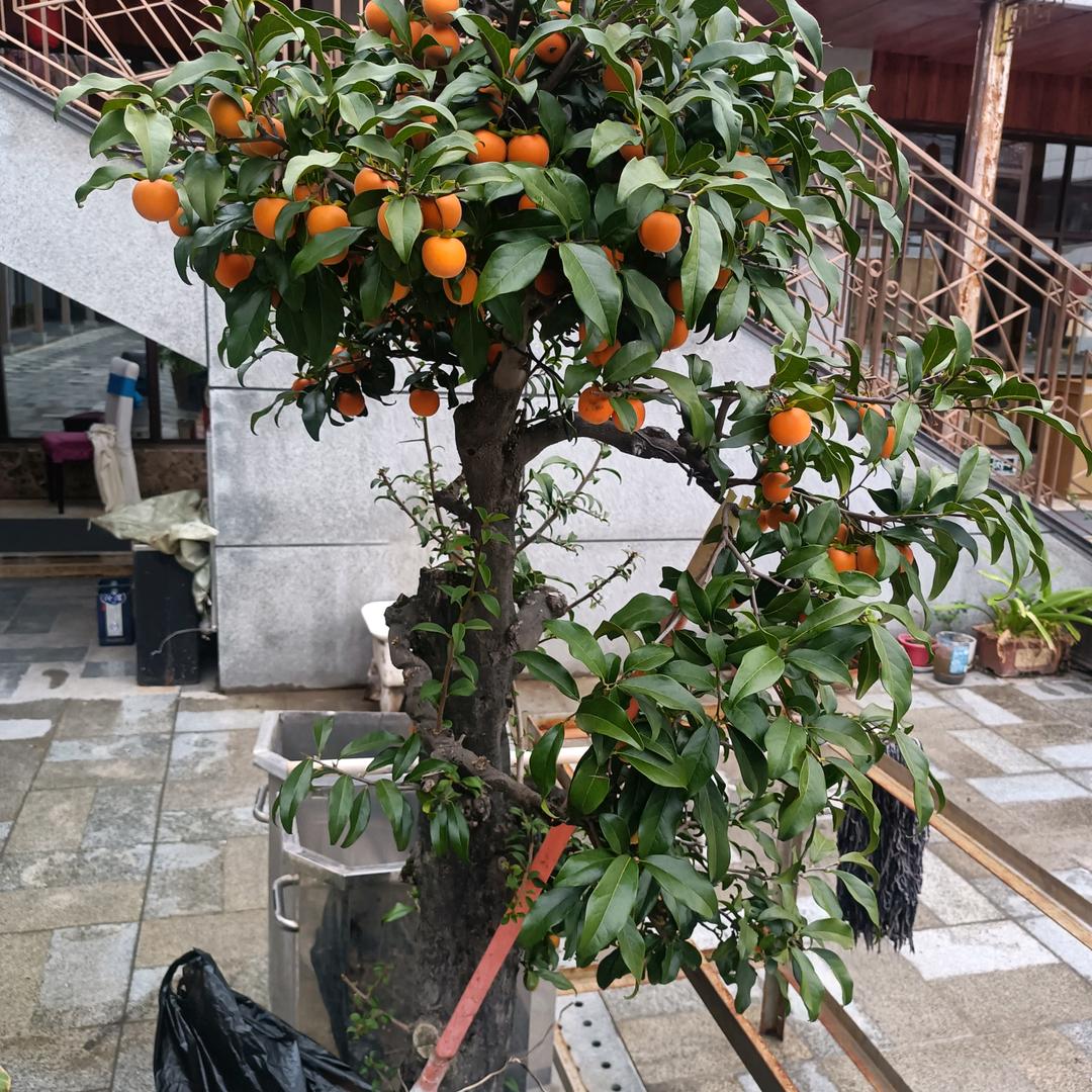 春天的太阳