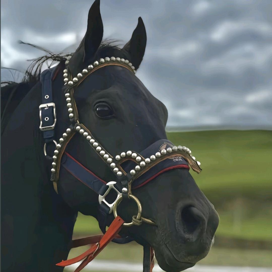 ࿐སེམས་